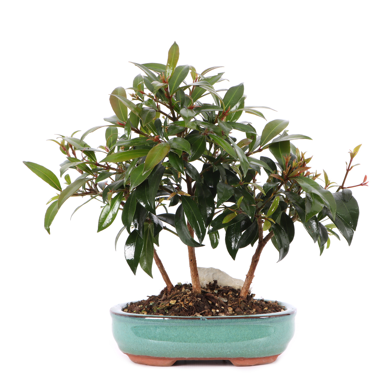 Syzygium paniculatum