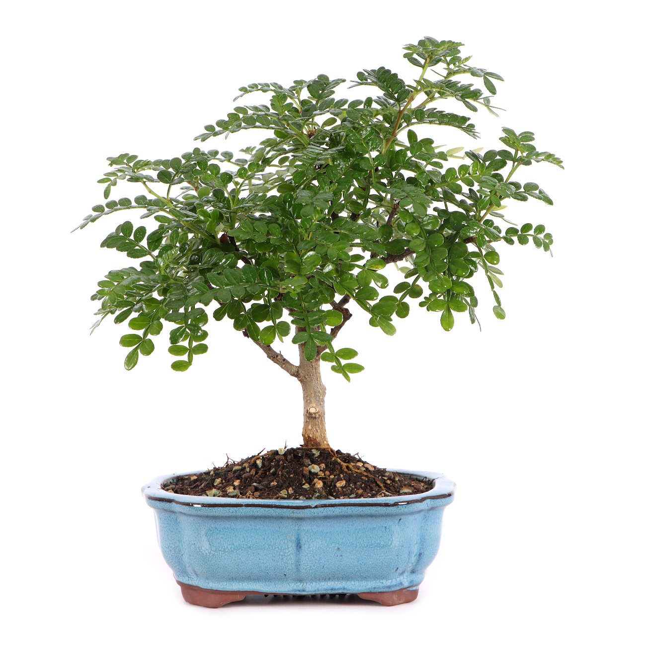 Zanthoxylum spec.