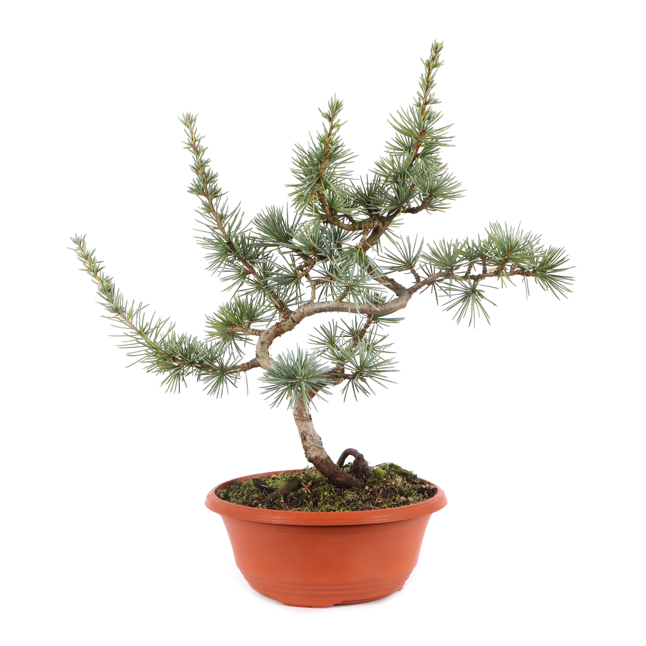 Cedrus atlantica 'Glauca'