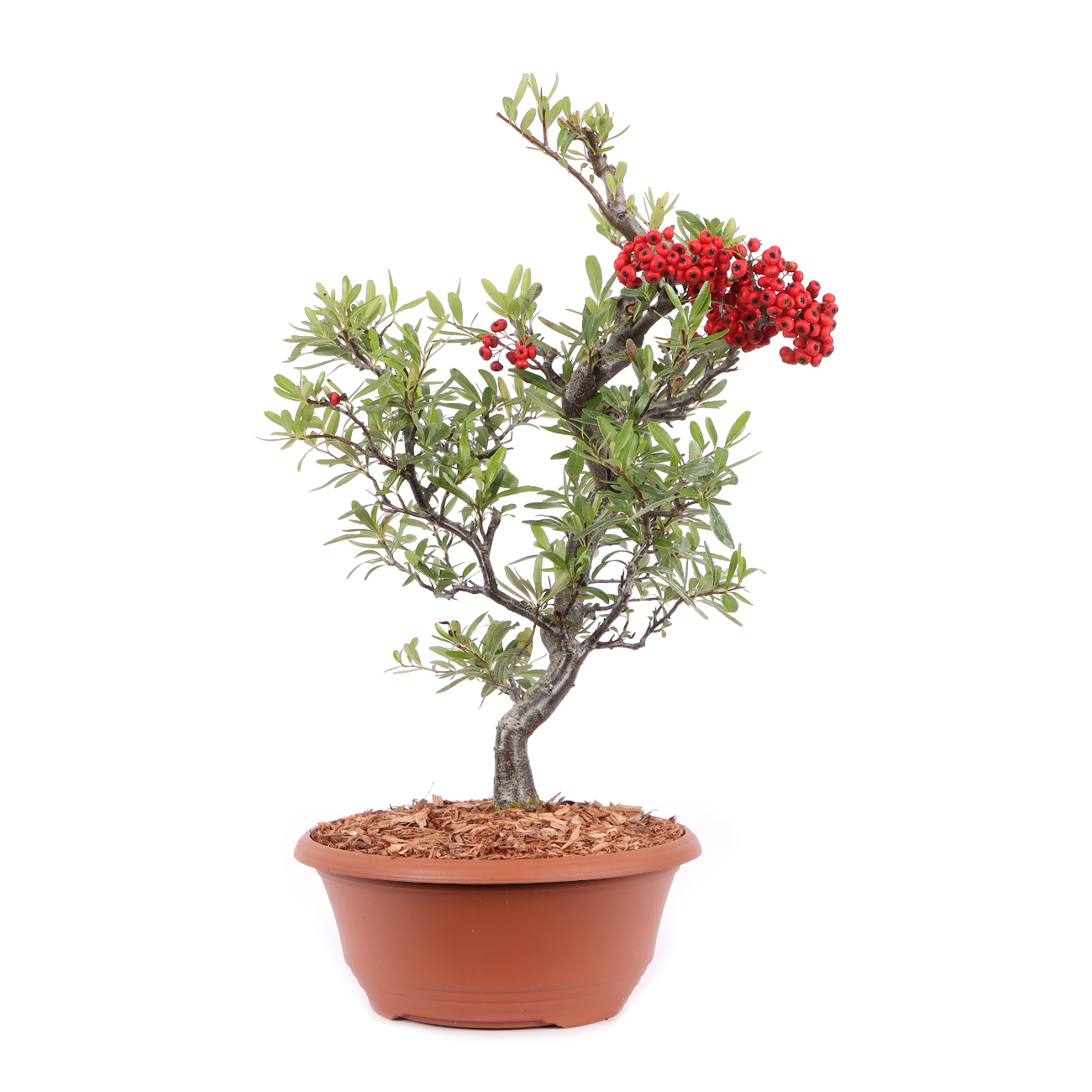 Pyracantha angustifolia