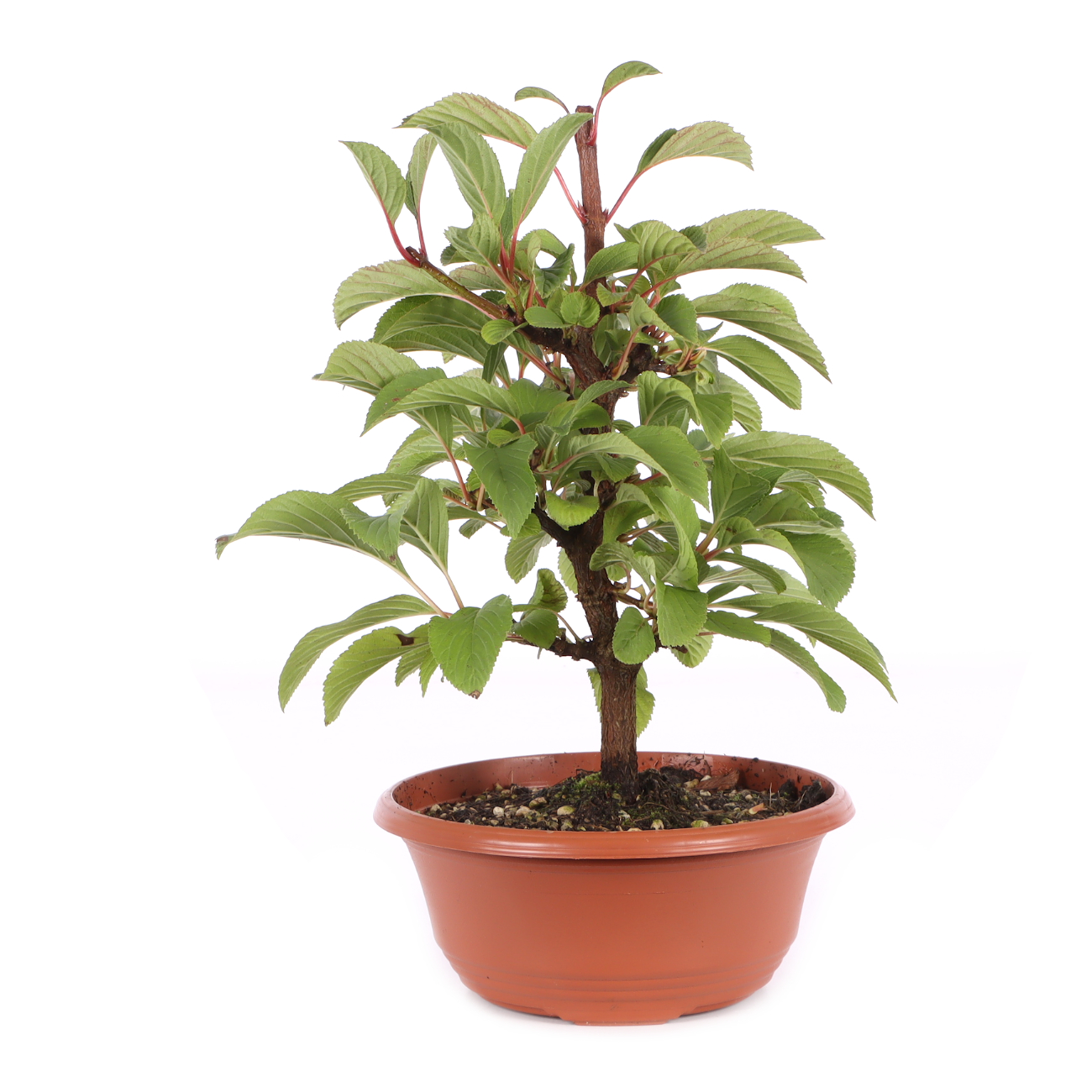 Viburnum x bodnantense 'Dawn'