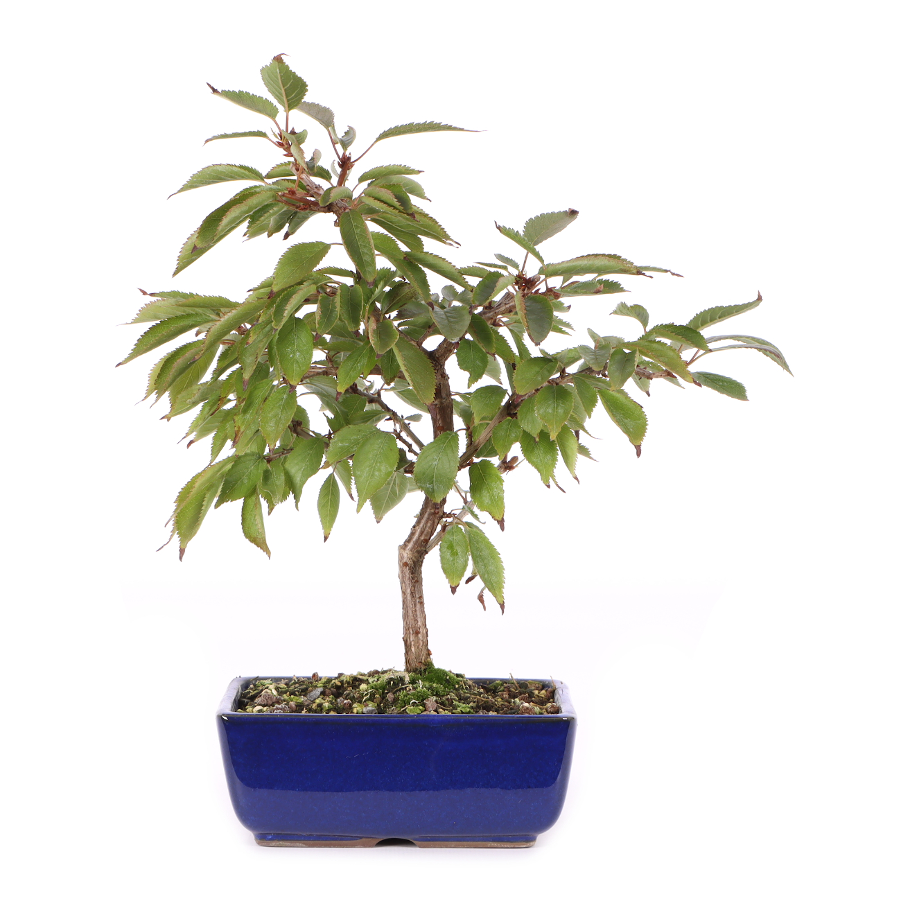 Prunus incisa 'Paean'