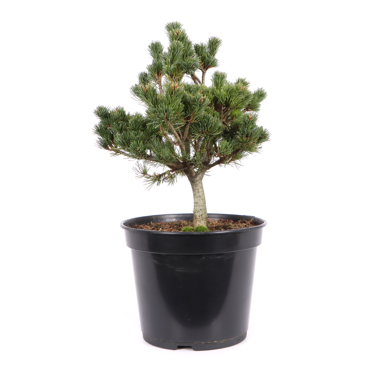 Seitenansicht rechts