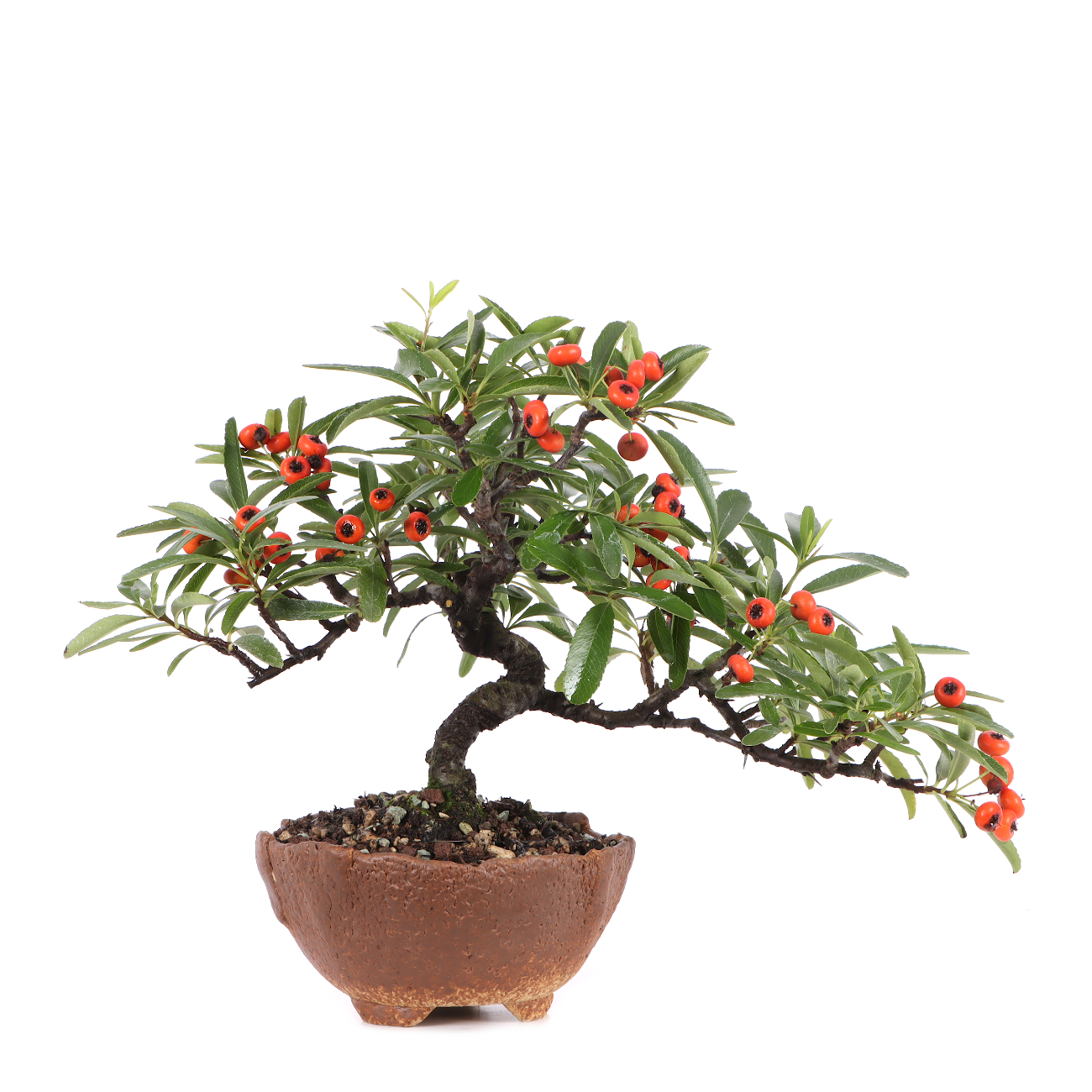 Pyracantha angustifolia