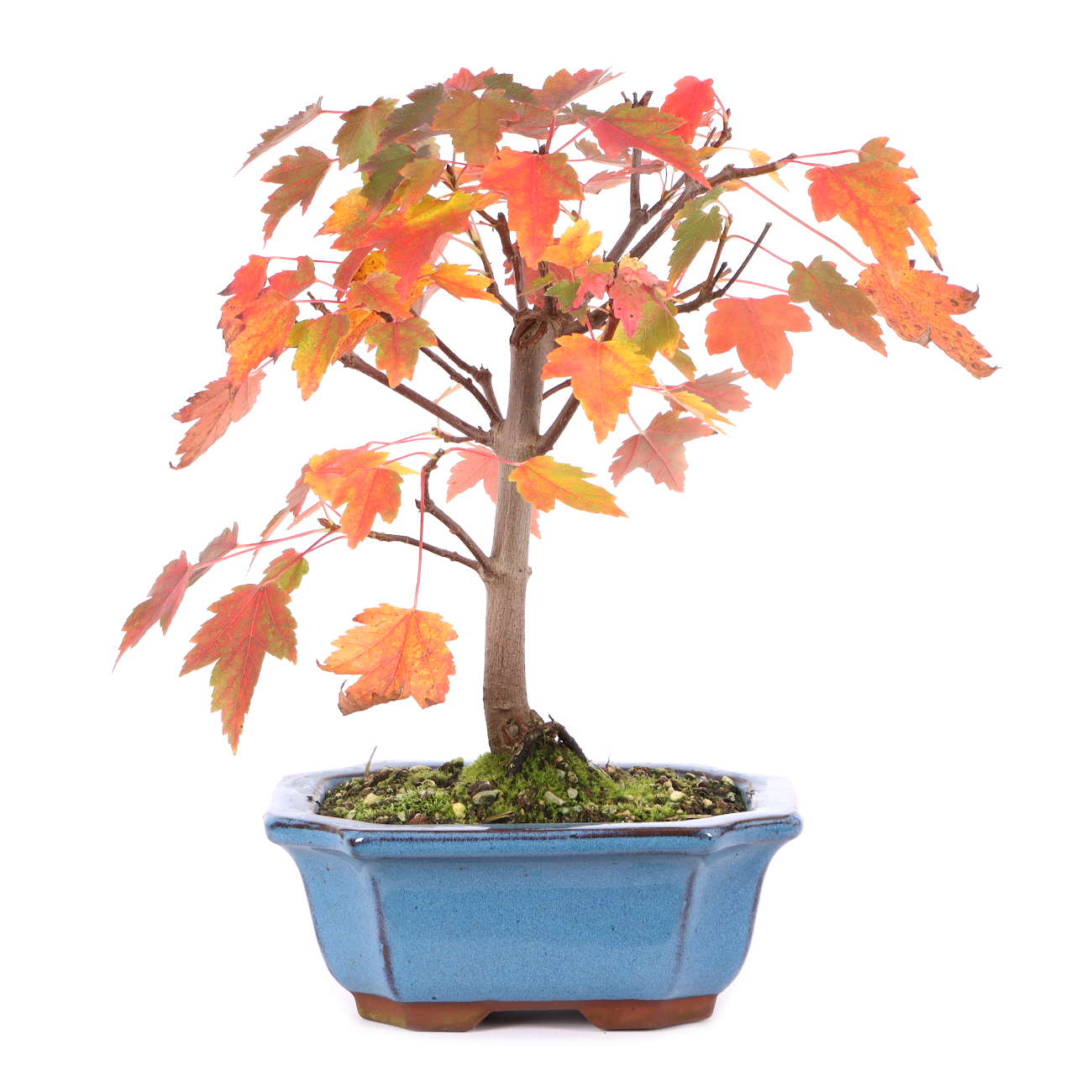 Acer rubrum 'October Glory'