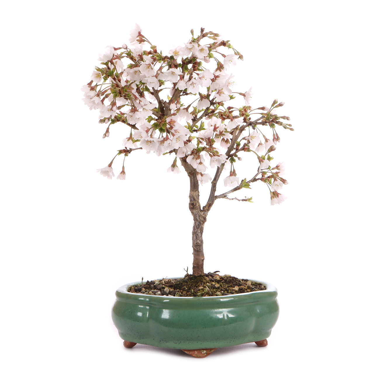 Prunus incisa 'Kojou-no-mai'