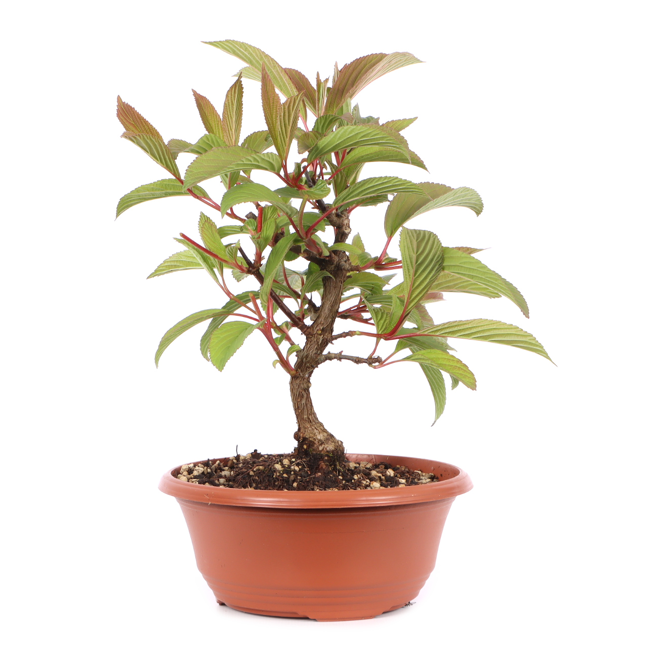 Viburnum x bodnantense 'Dawn'