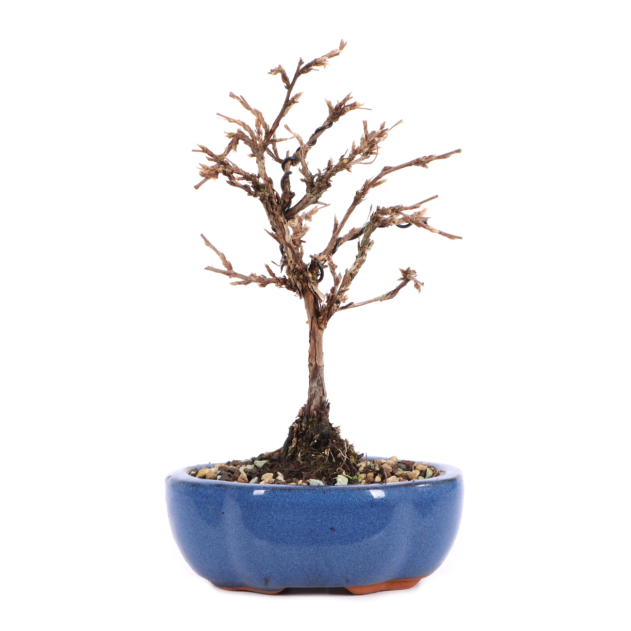 Potentilla fruticosa 'Abbotswood'