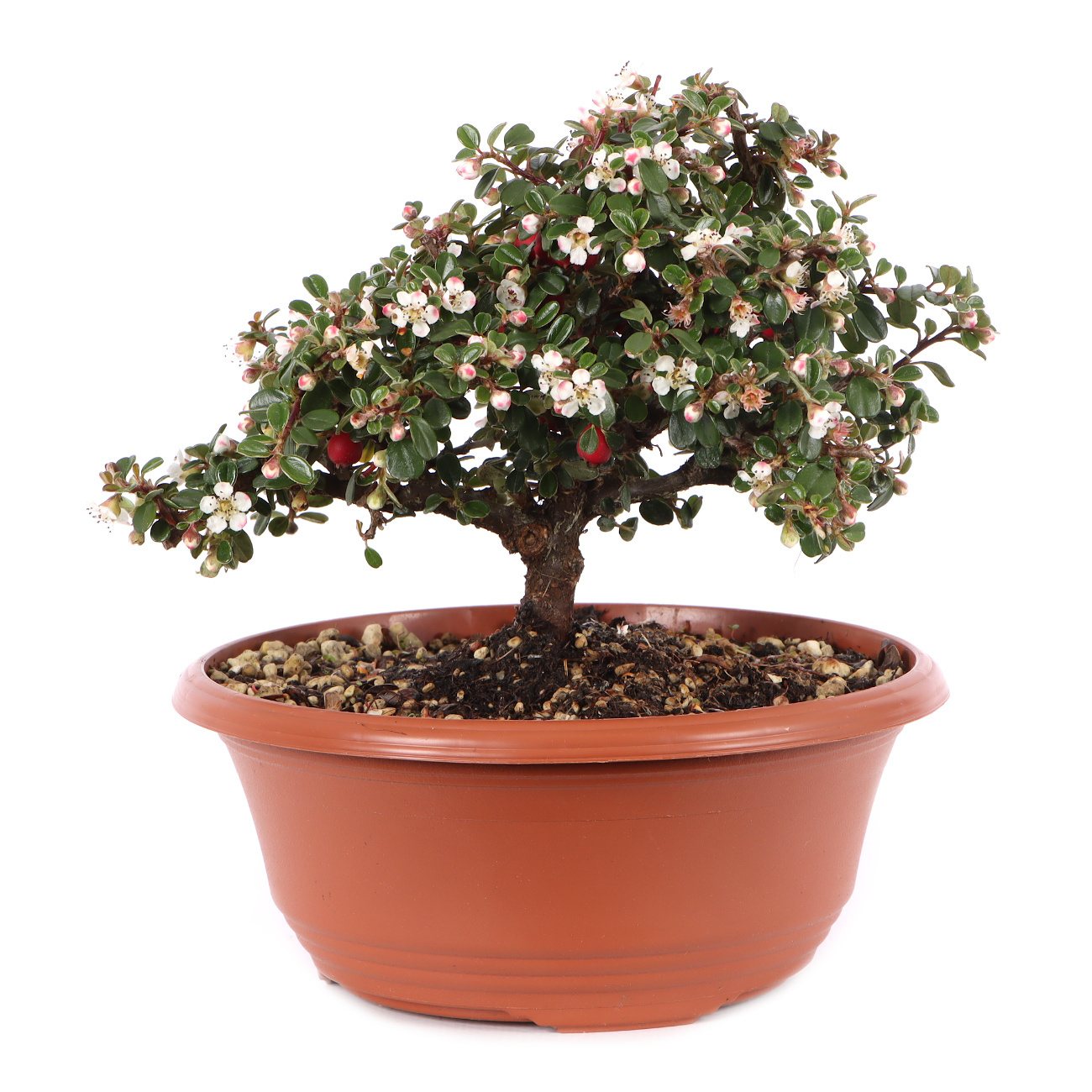 Cotoneaster microphyllus 'Cochleatus'