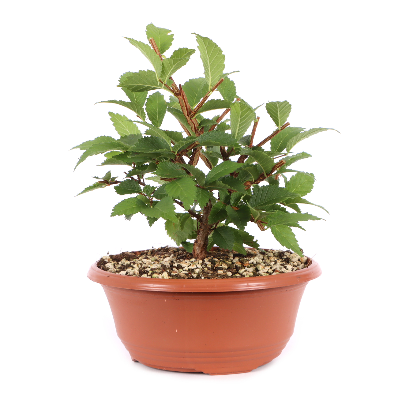 Ulmus minor var.