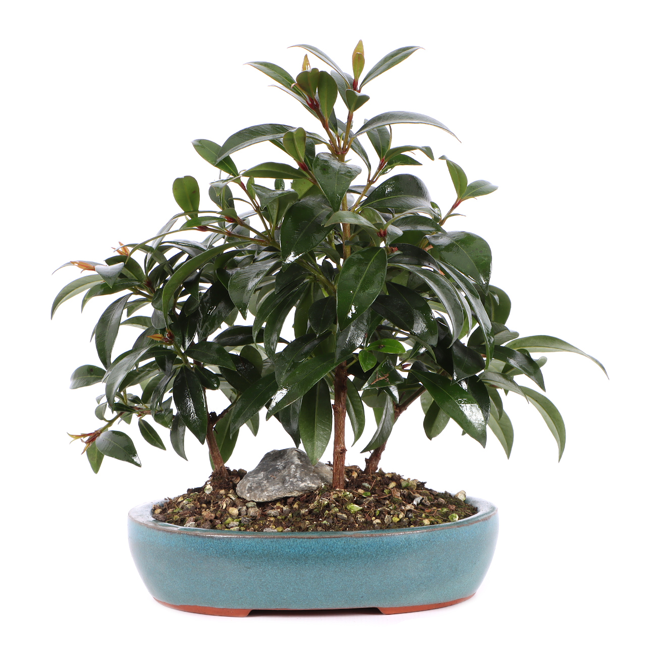 Syzygium paniculatum