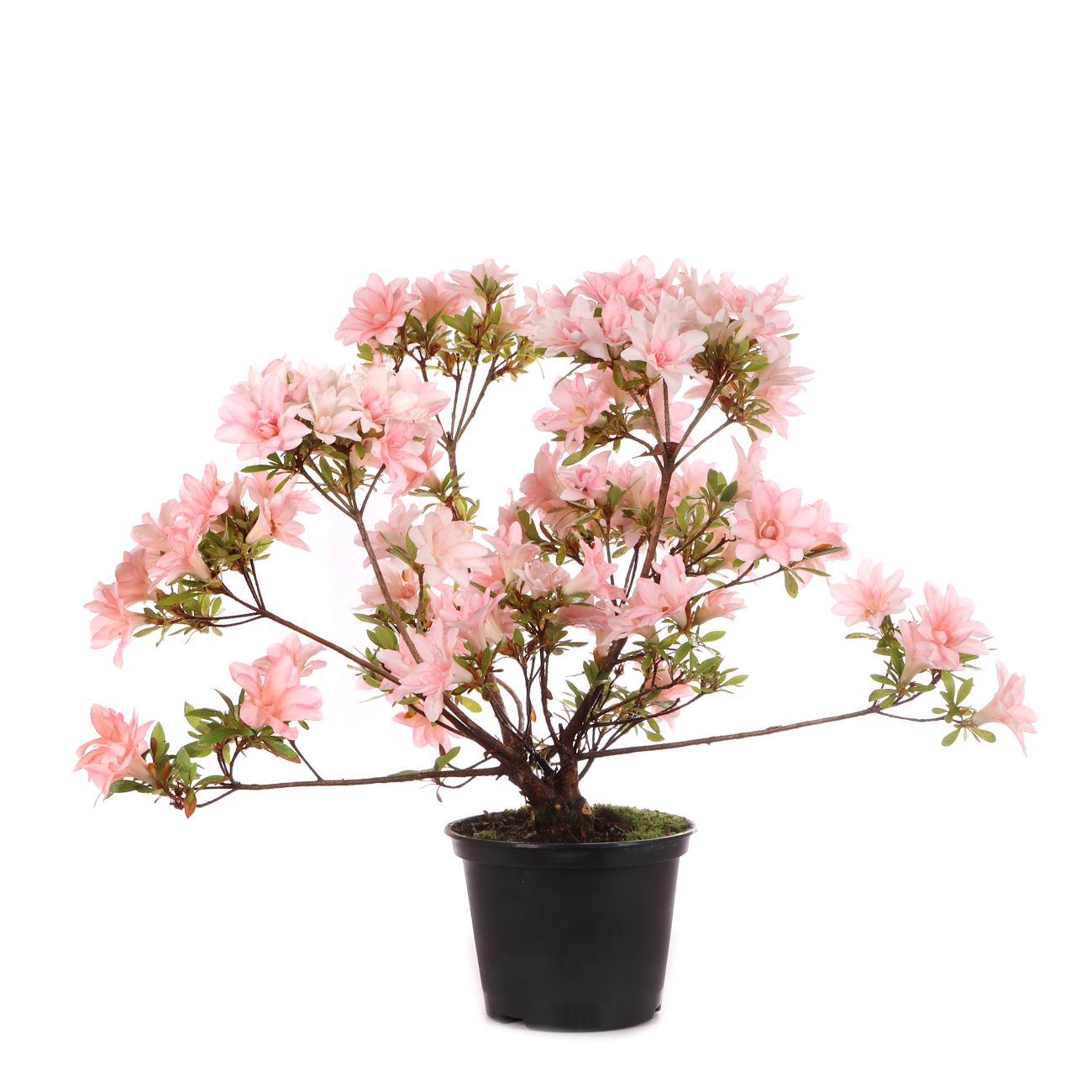 Rhododendron indicum 'Hotaru'