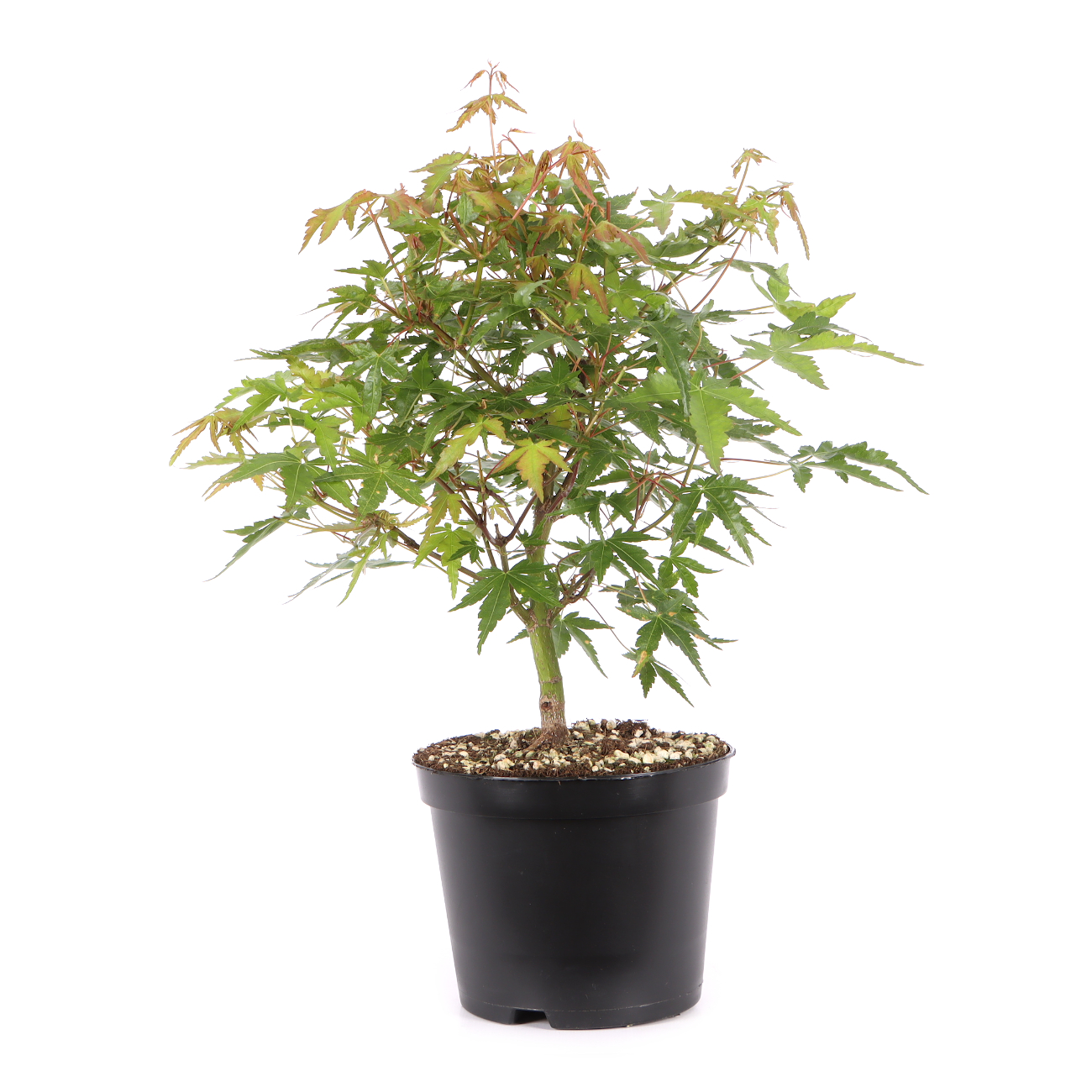 Acer palmatum