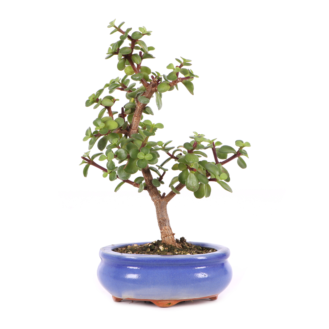 Portulacaria afra