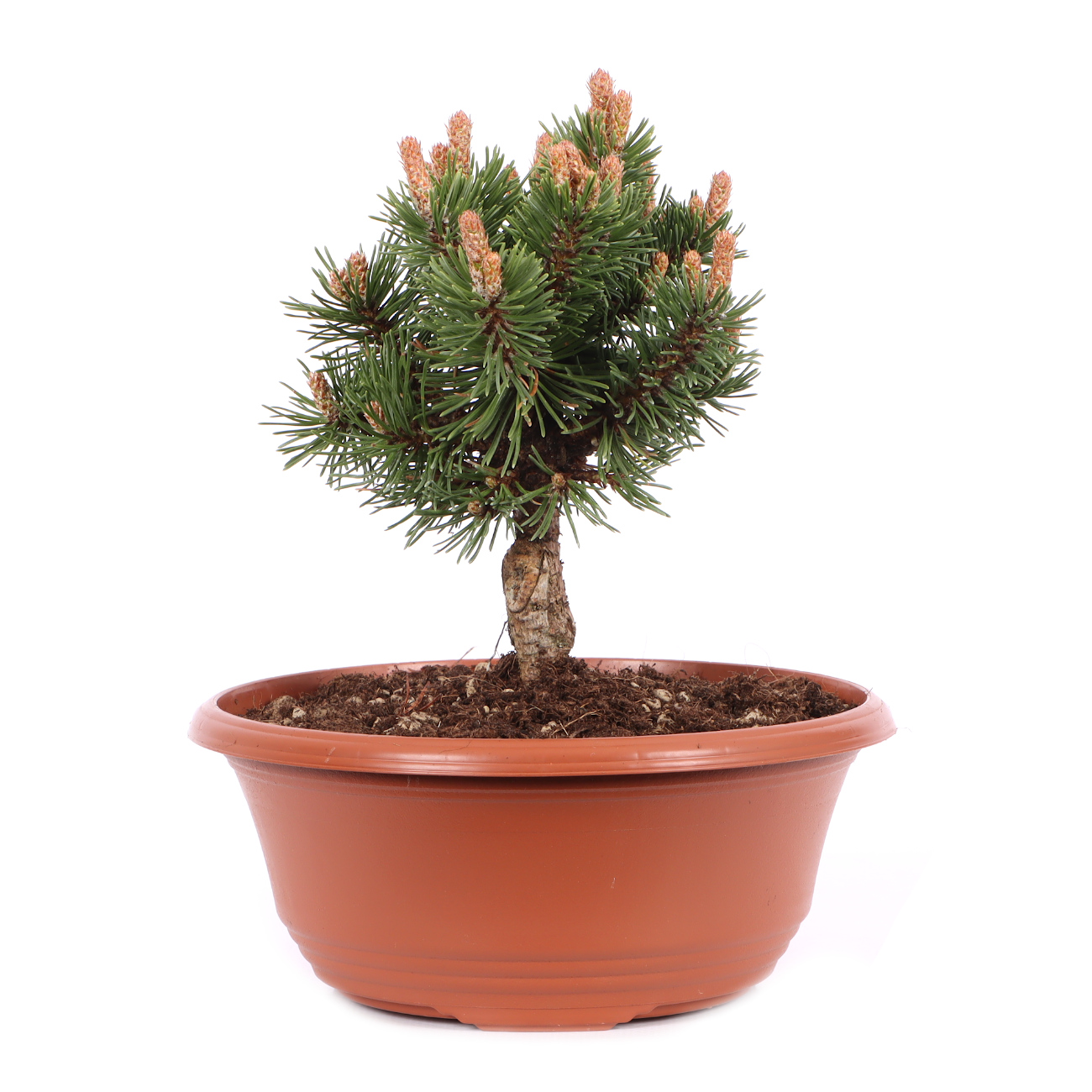 Pinus mugo 'Sherwood Compact'