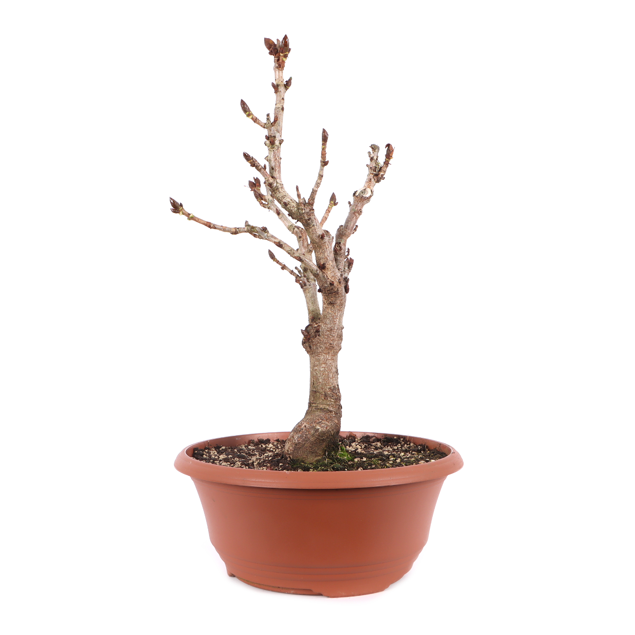 Aesculus hippocastanum
