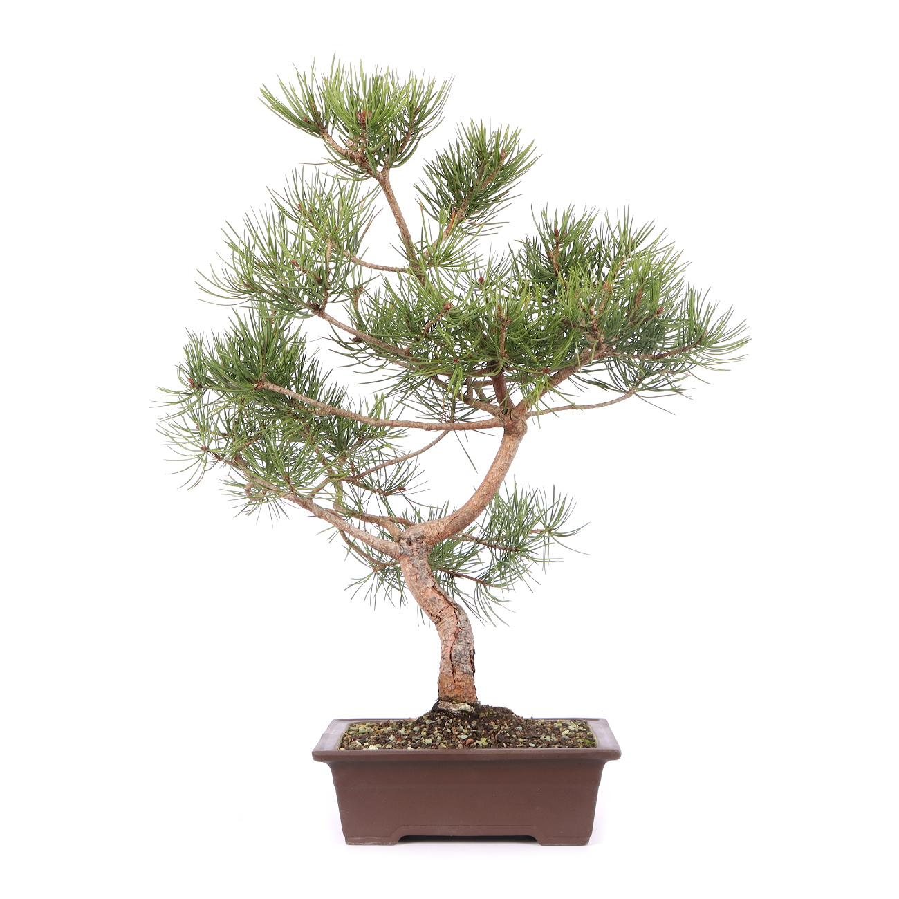 Pinus sylvestris