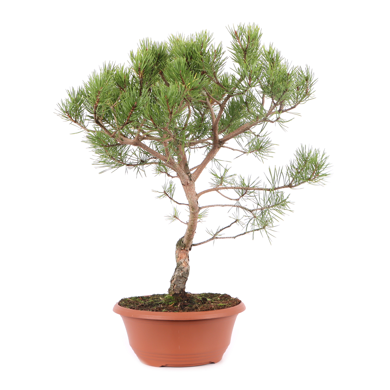 Pinus sylvestris