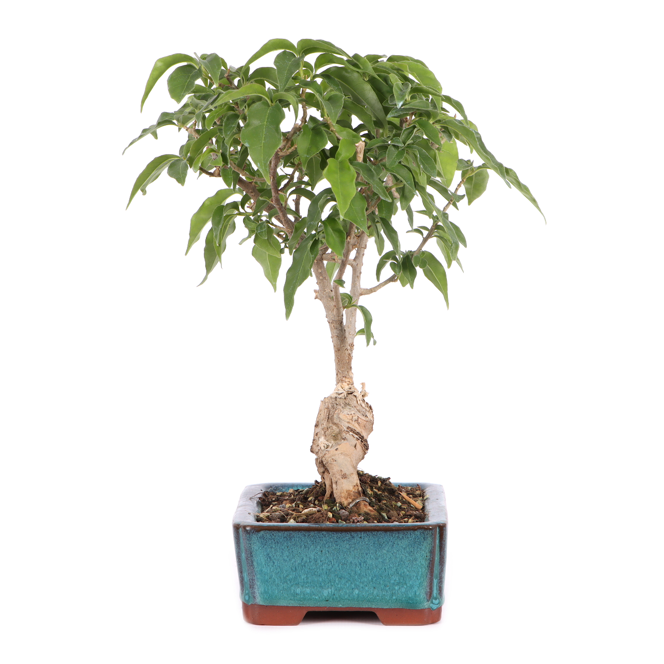 Bougainvillea glabra