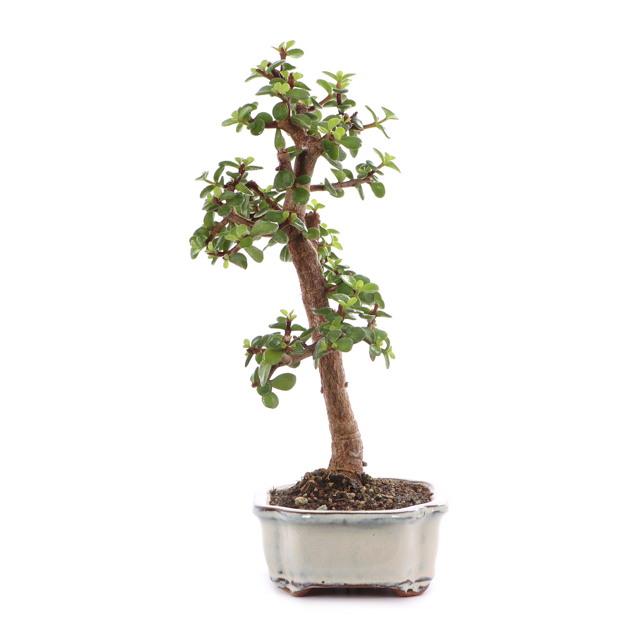 Portulacaria afra