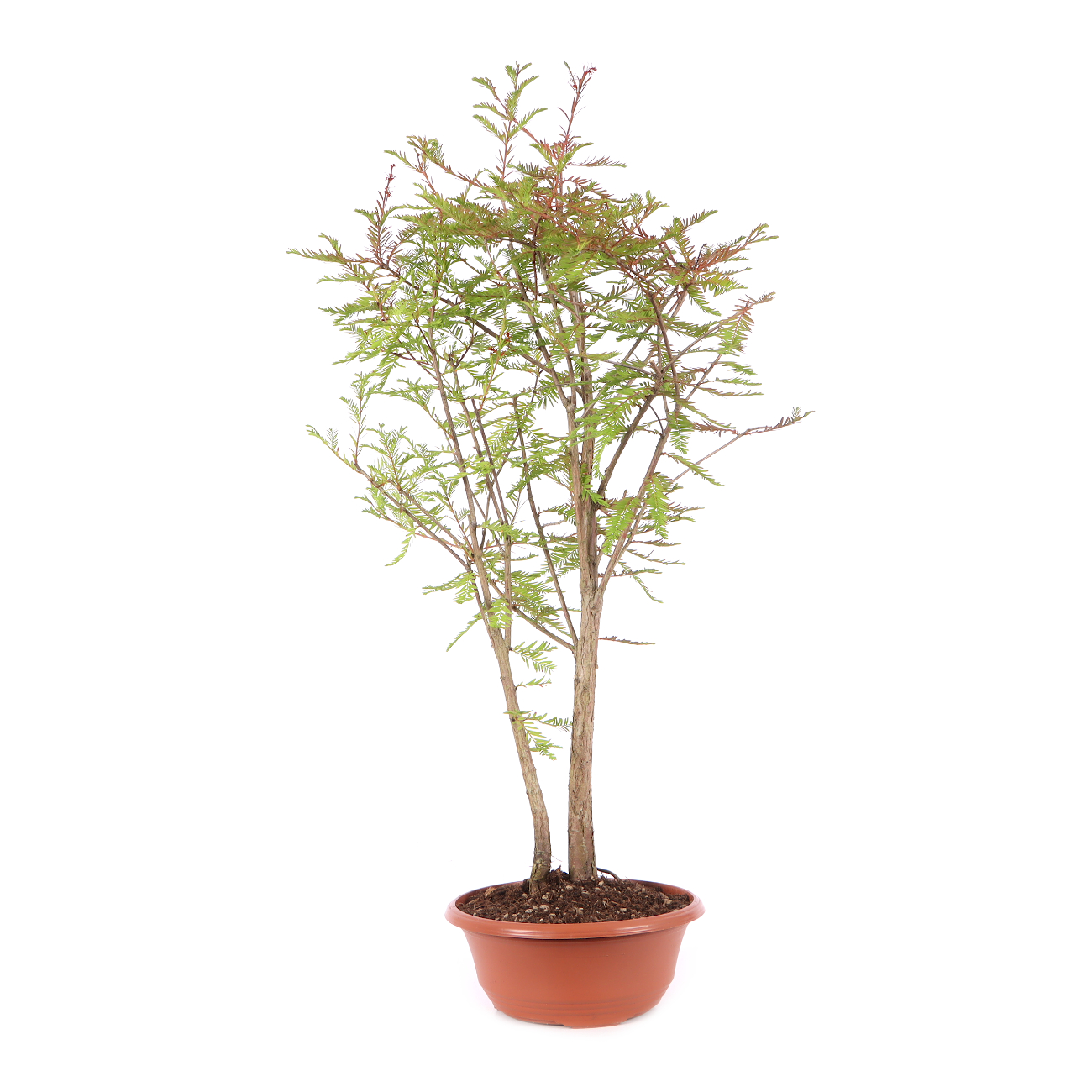 Taxodium distichum