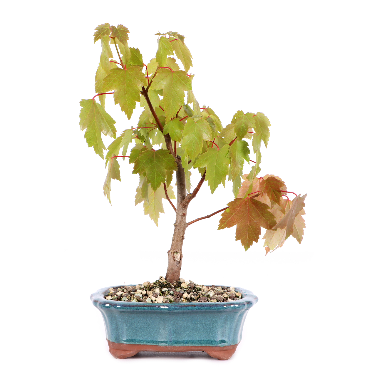 Acer rubrum 'October Glory'