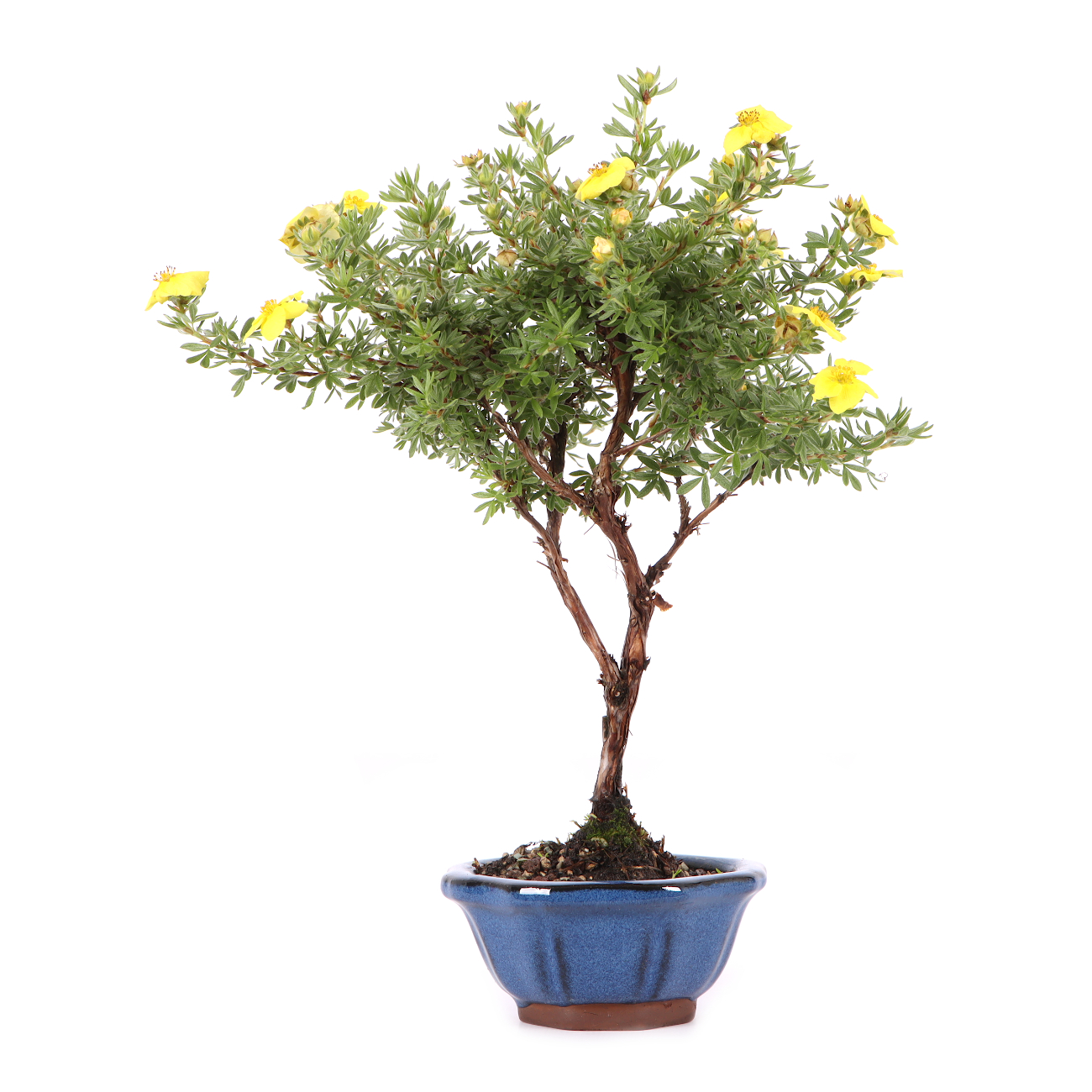 Potentilla fruticosa 'Kobold'