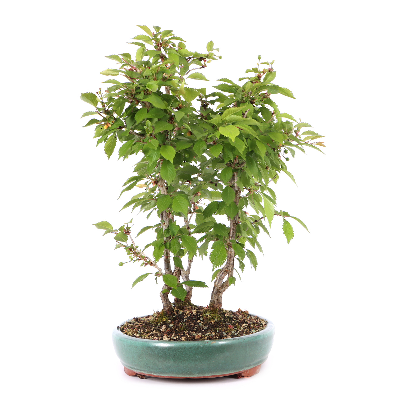 Prunus incisa 'Kojou-no-mai'