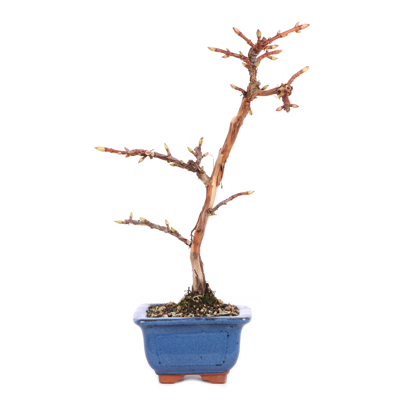 Hydrangea petiolaris