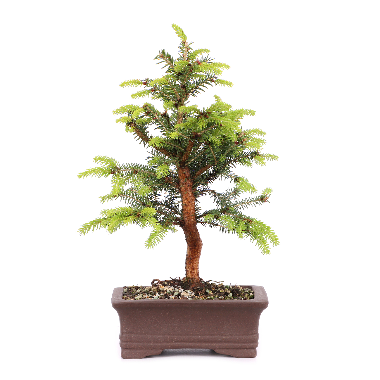 Picea abies 'Nidiformis'