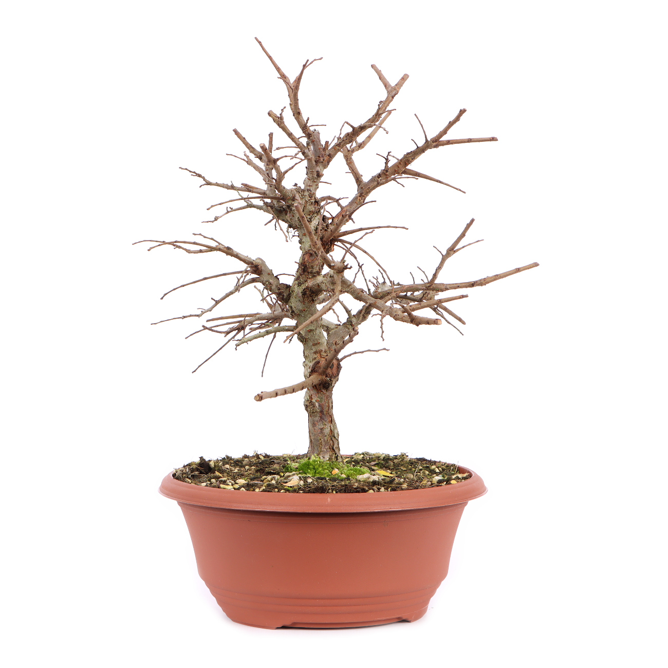 Seitenansicht rechts