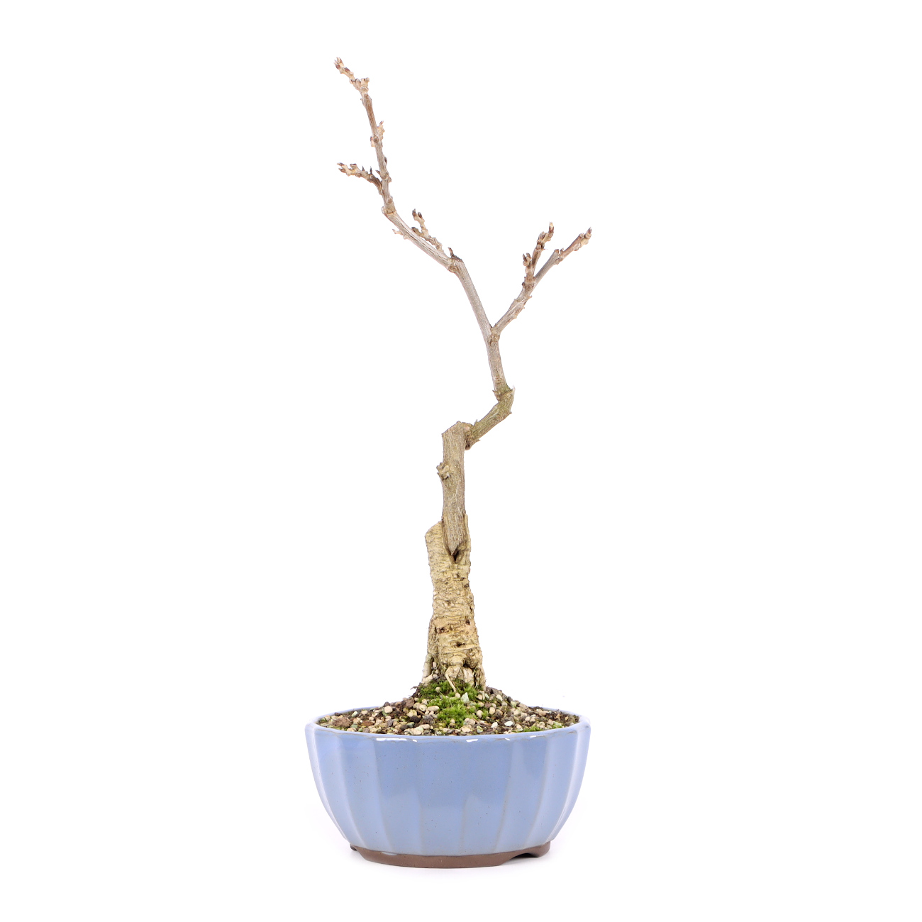 Wisteria sinensis 'Prolific'