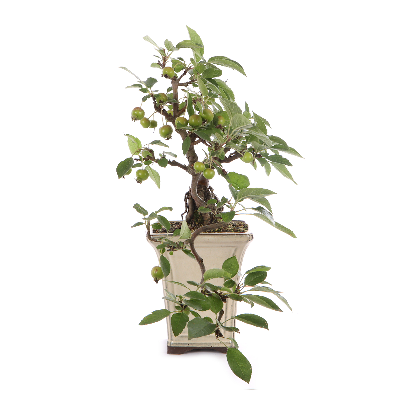 Malus spec.