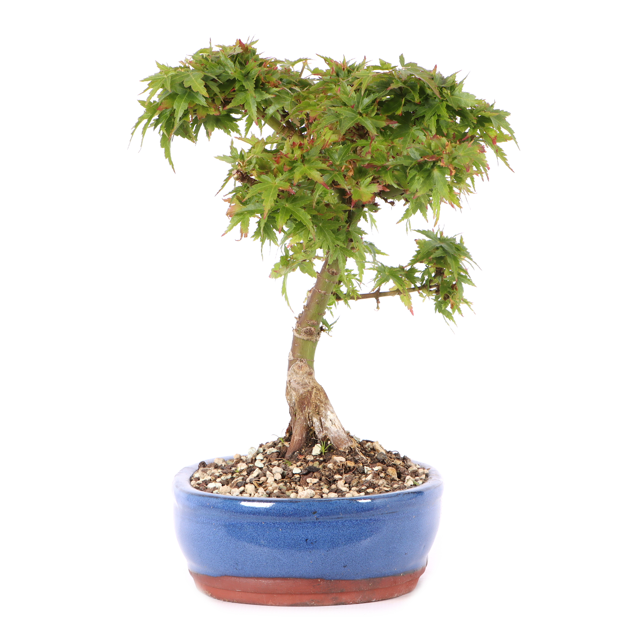 Acer palmatum 'Kotohime'