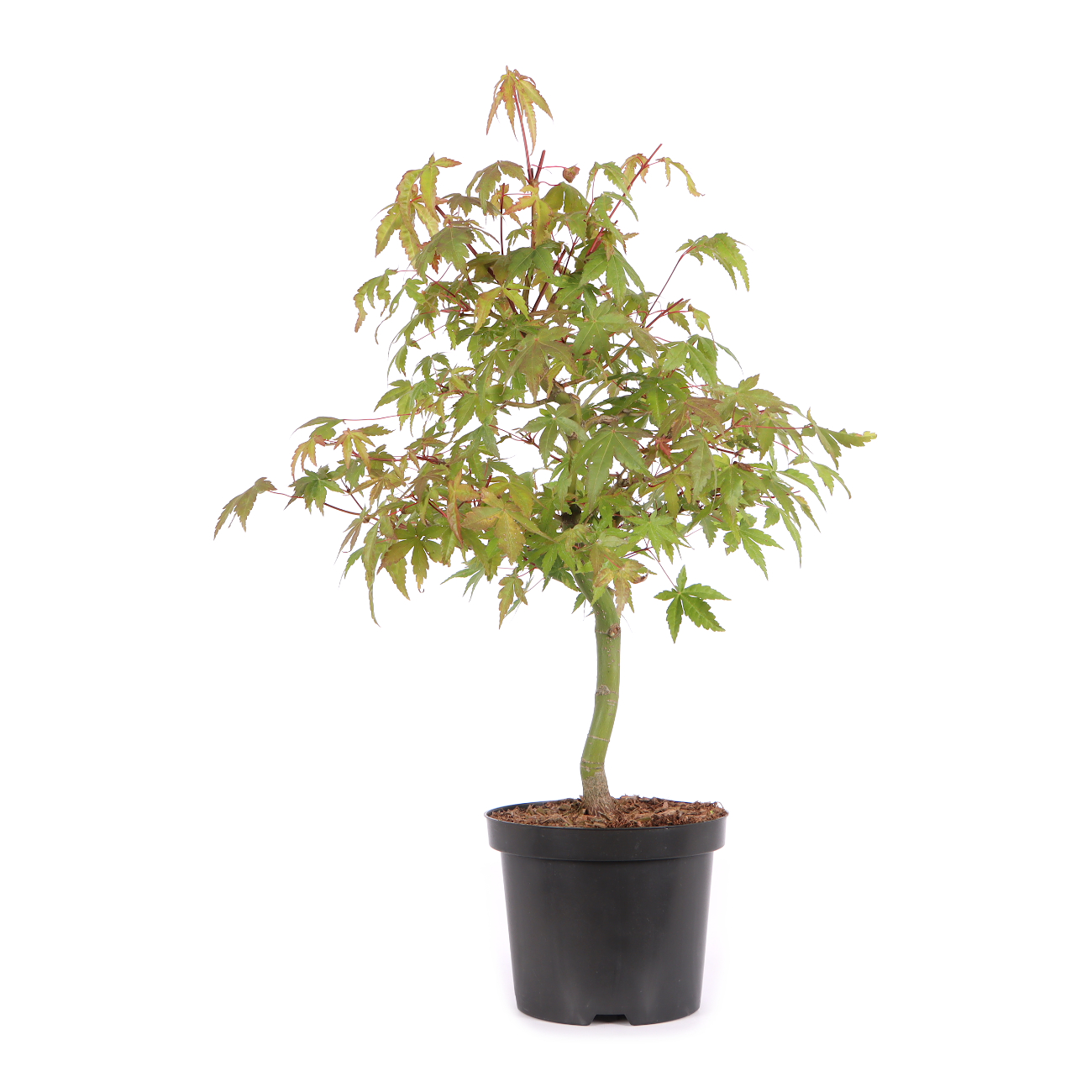 Acer palmatum