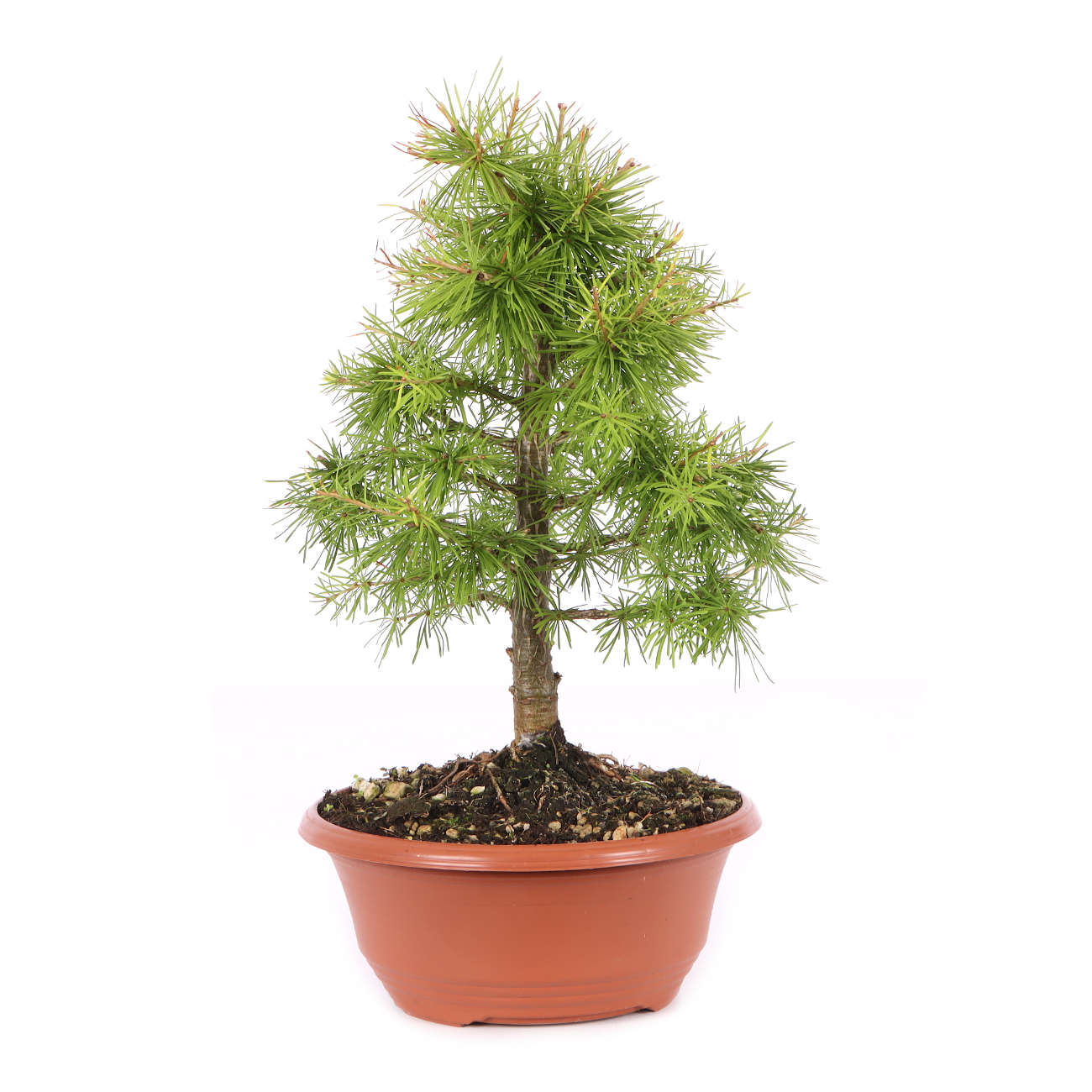 Larix decidua