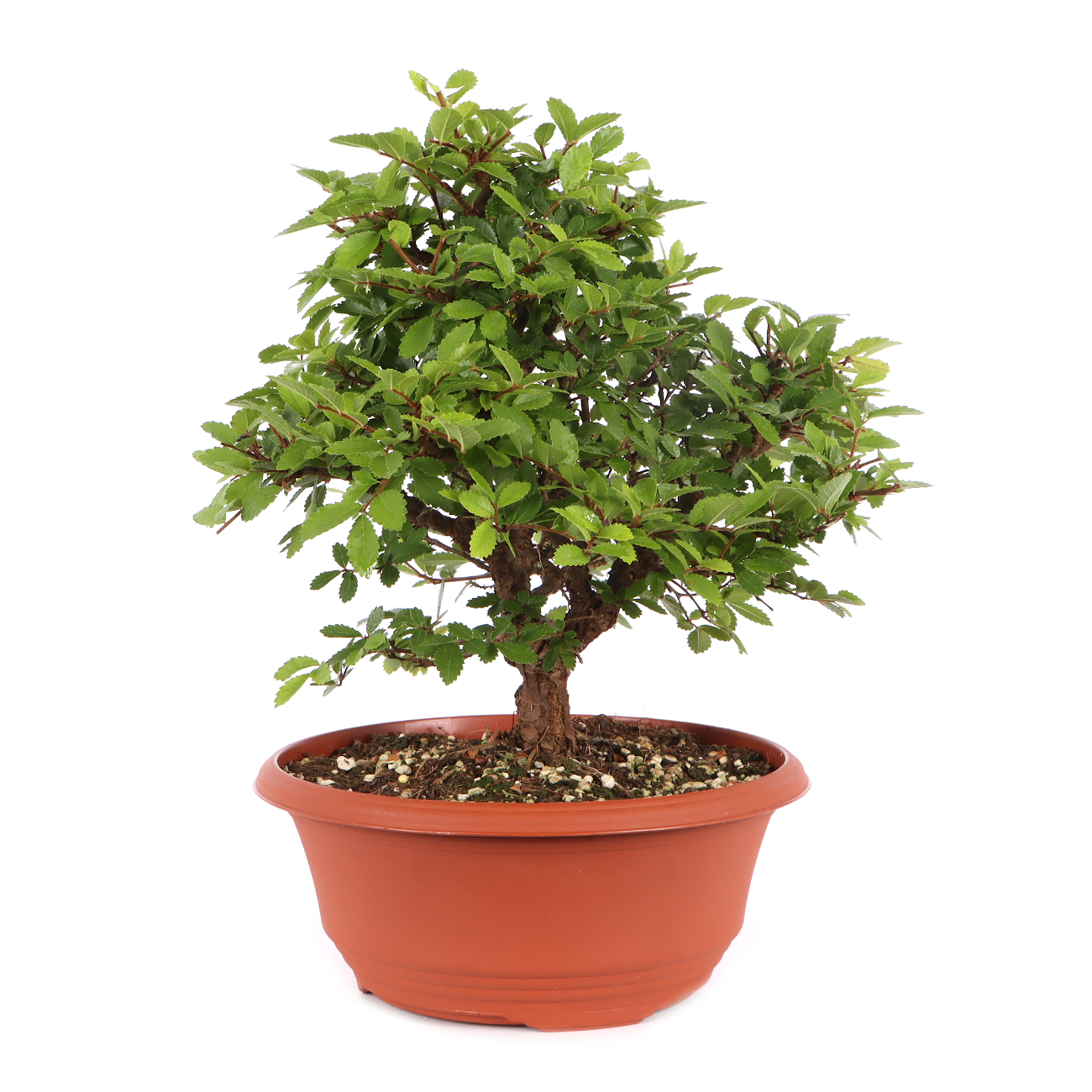 Ulmus japonica
