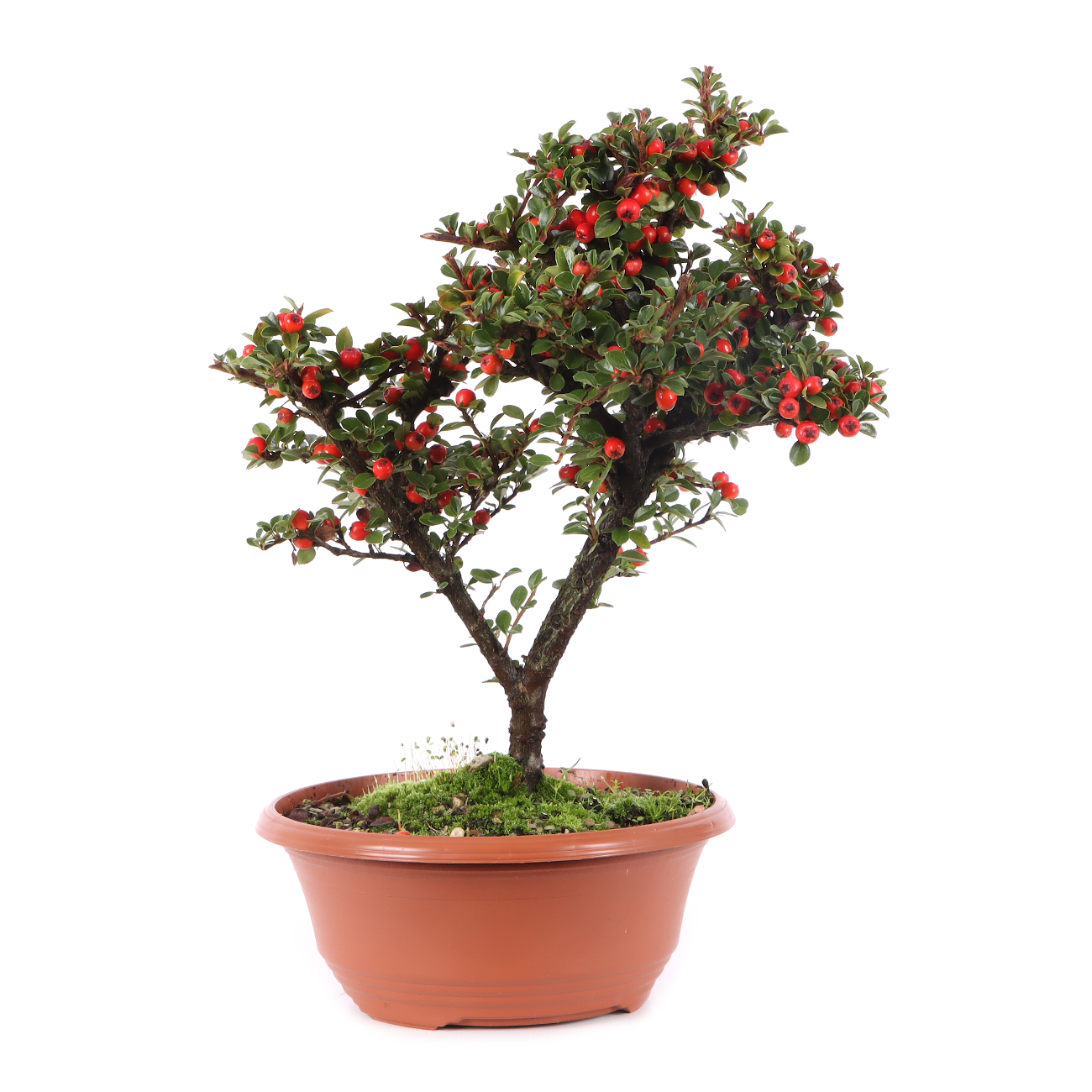 Cotoneaster praecox