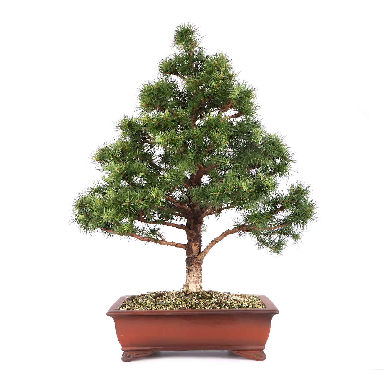 Larix kaempferi