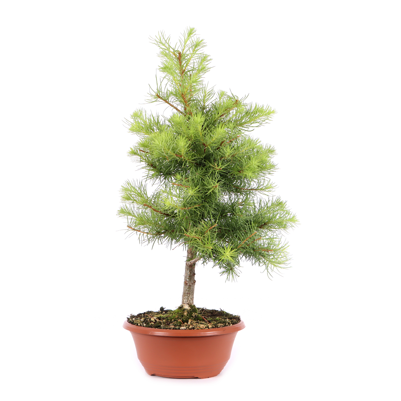Larix kaempferi