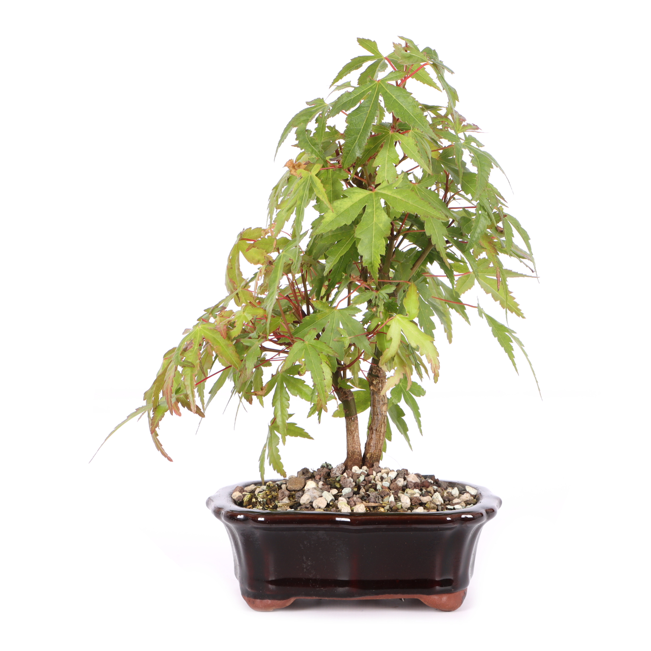 Acer palmatum