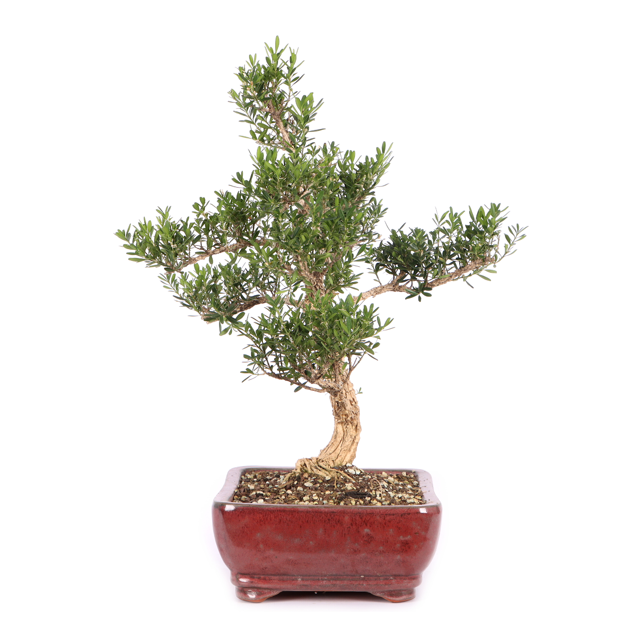 Buxus sinica var. sinica