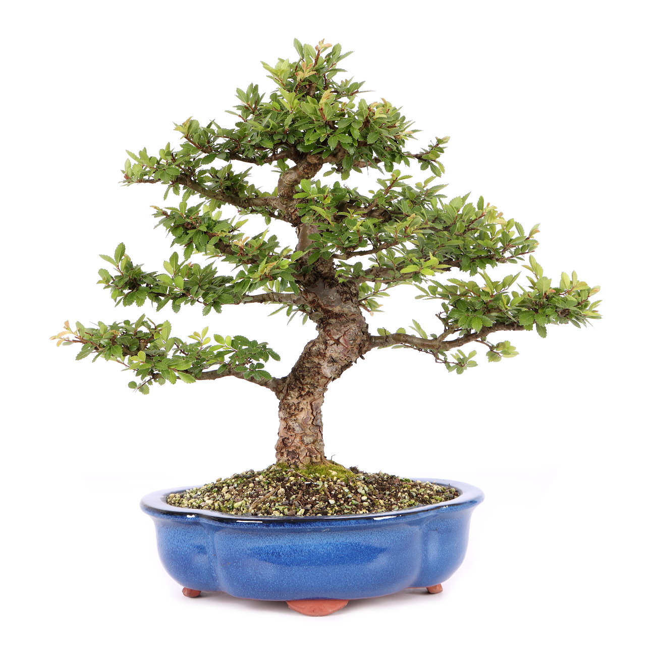 Ulmus japonica