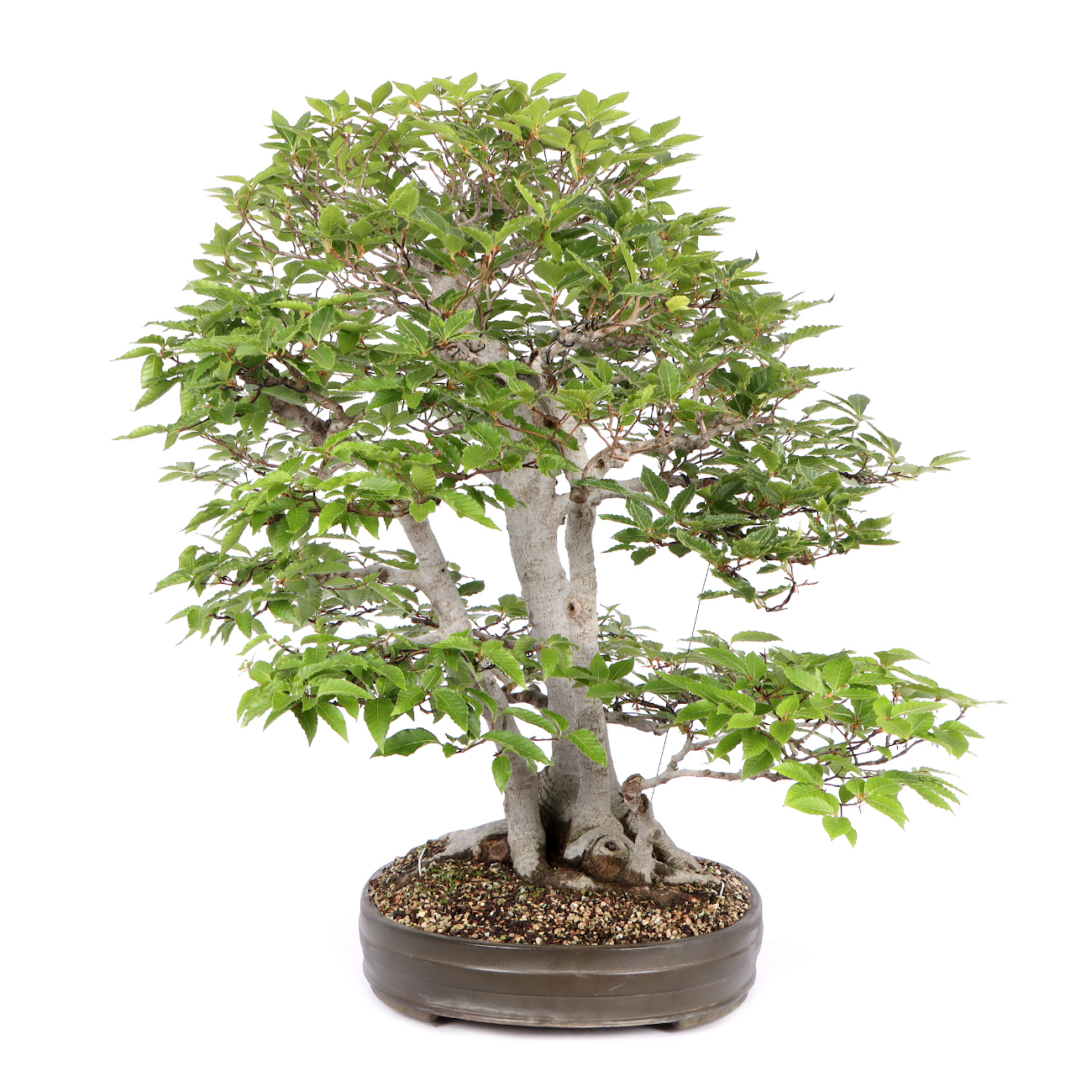 Seitenansicht rechts