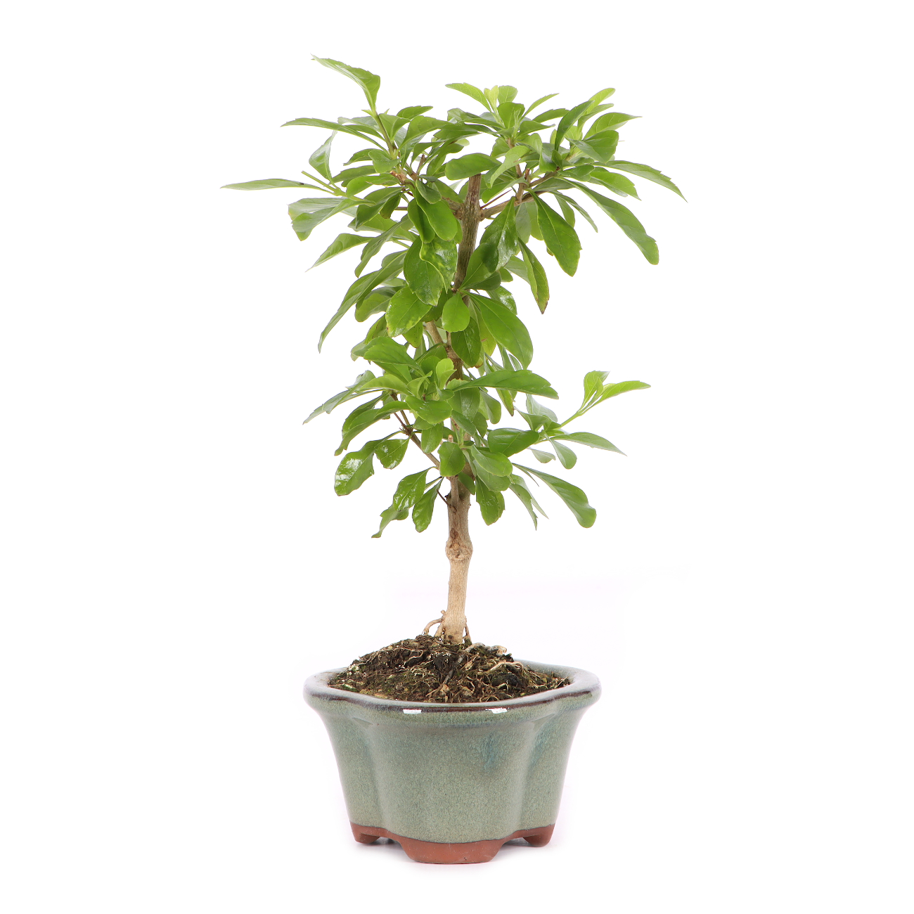 Duranta erecta