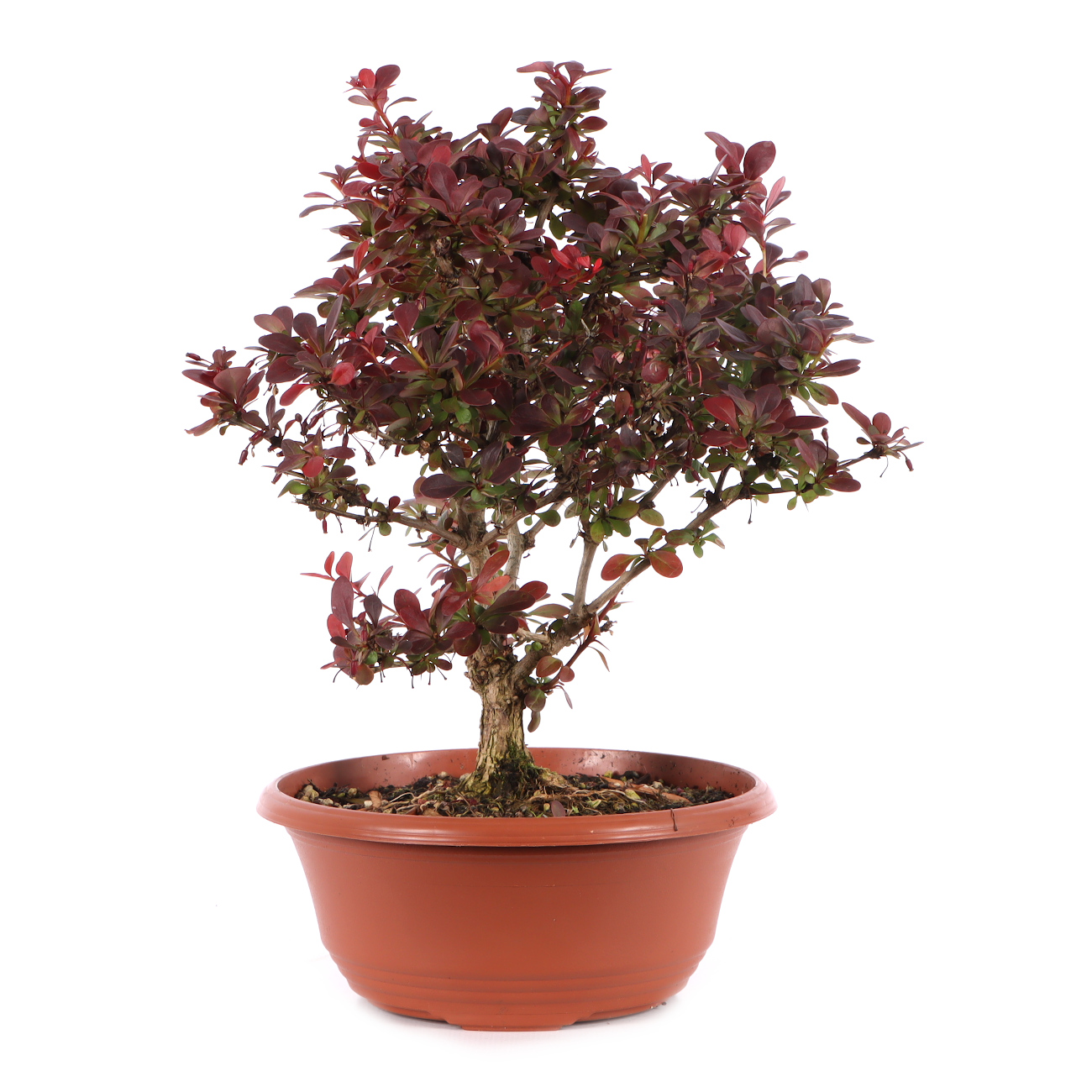 Berberis thunbergii 'Atropurpurea Nana'