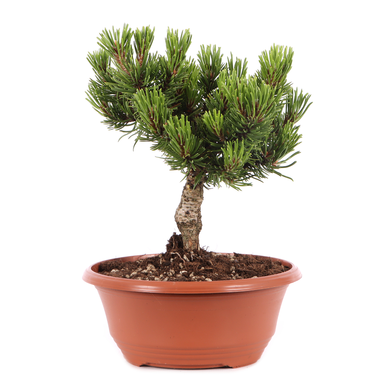 Pinus mugo 'Sherwood Compact'