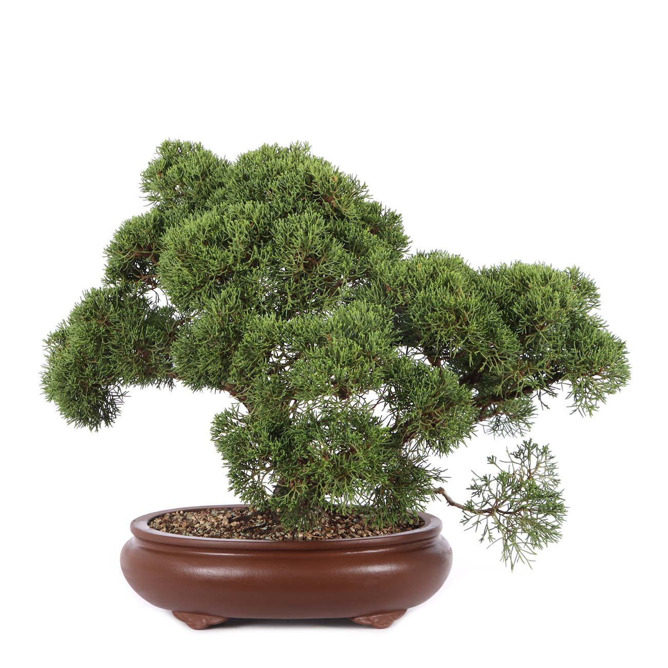 Juniperus chinensis