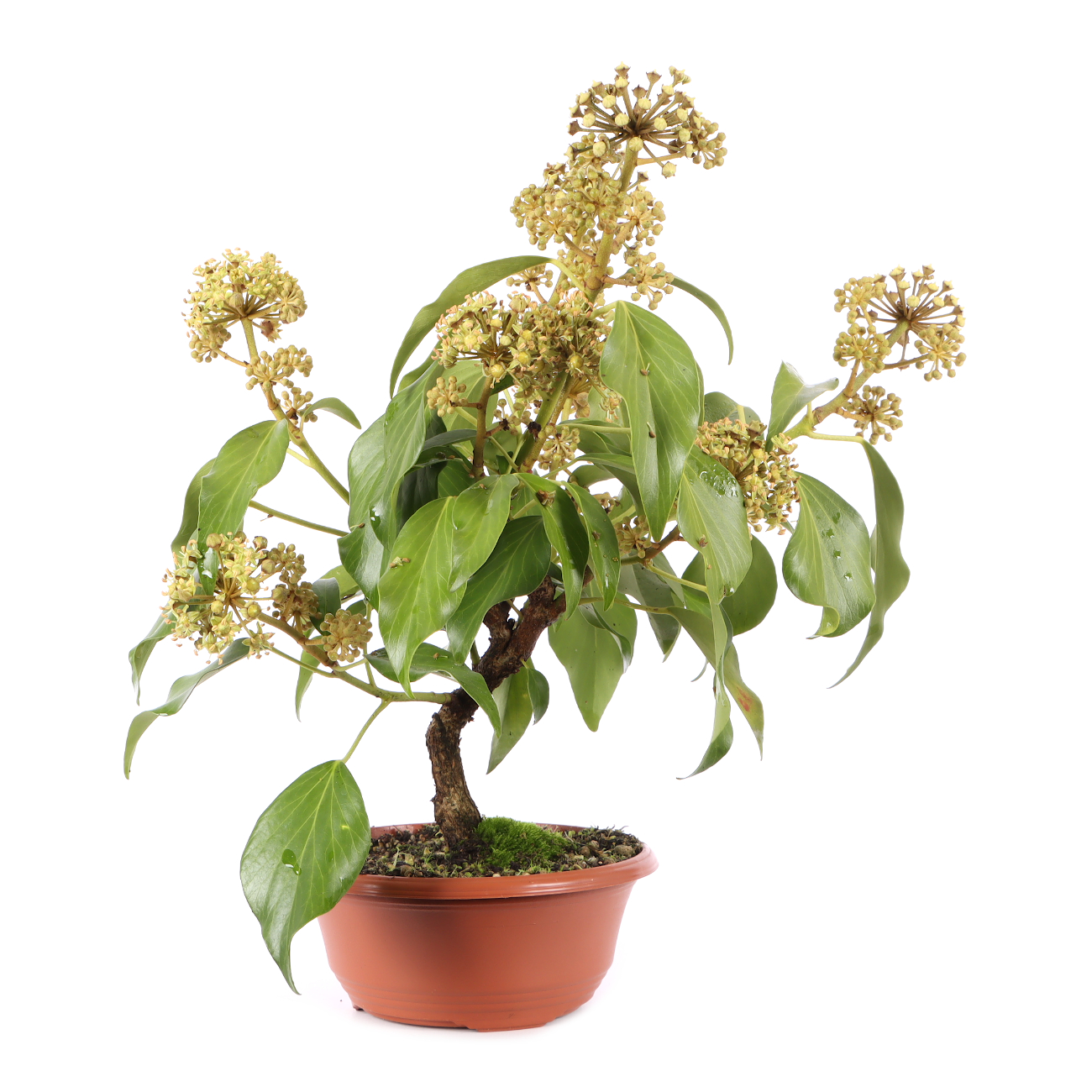 Hedera colchica 'Fall Favourite'