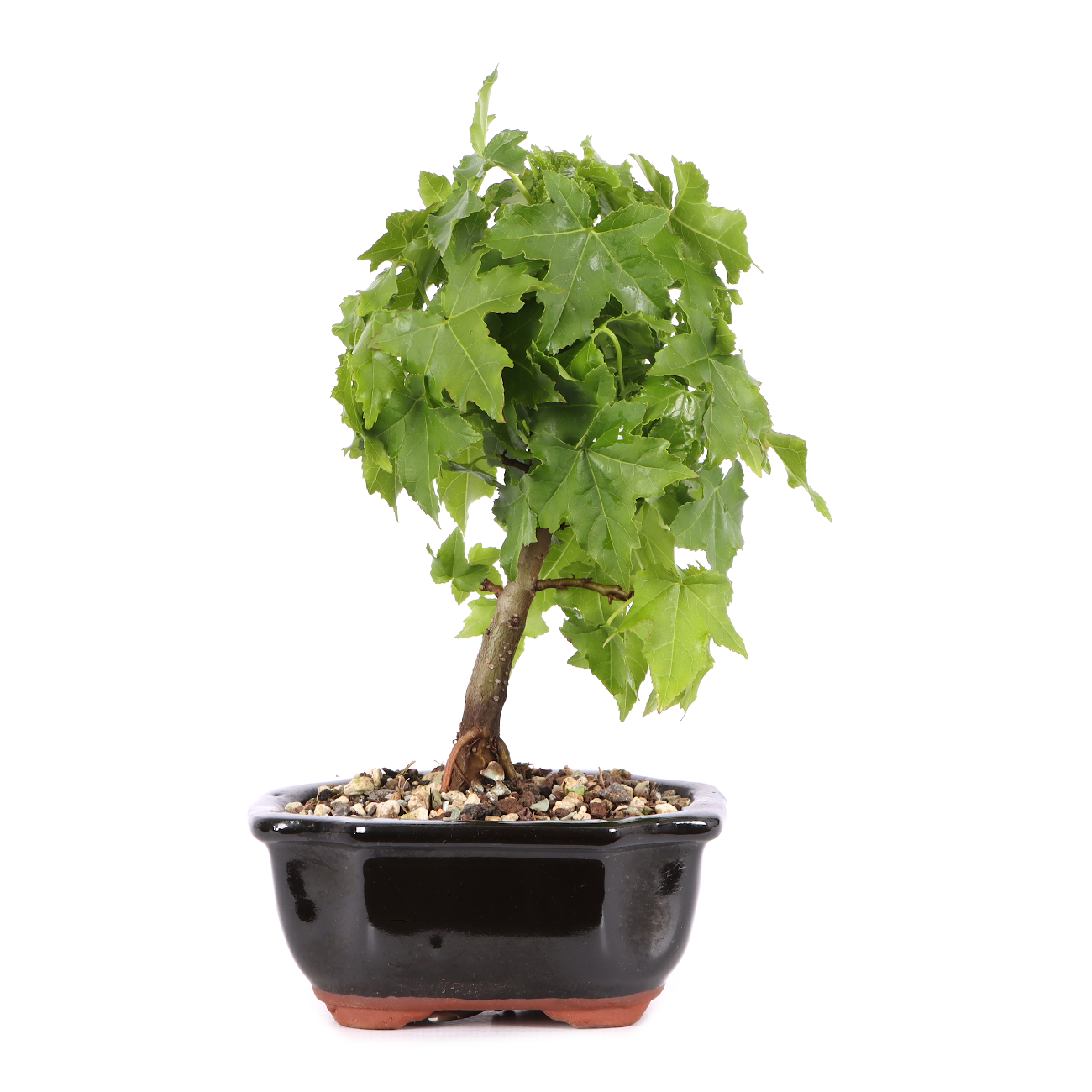 Liquidambar styraciflua 'Nana'